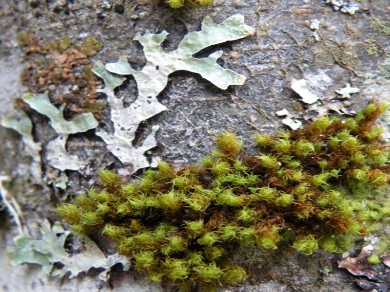 Licheni del Cansiglio